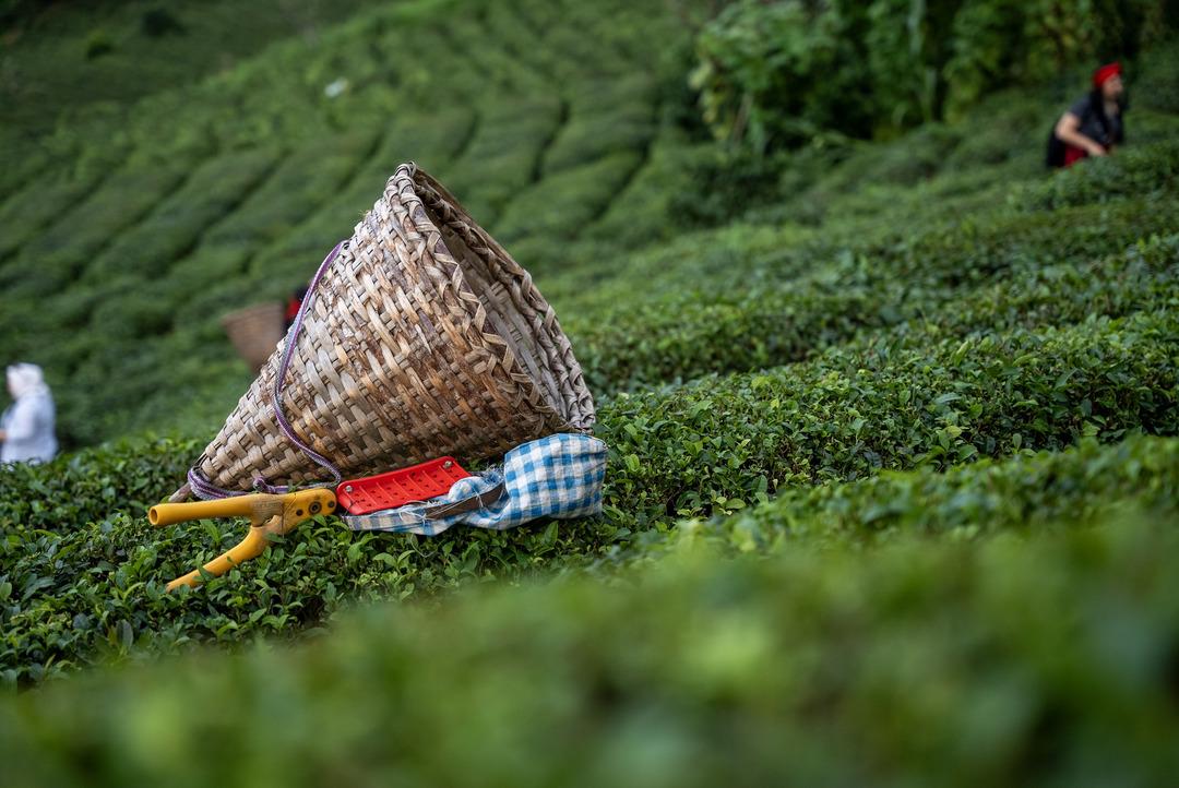Lipton Türkiye den ayrılıyor mu? Çay devinden açıklama geldi 2