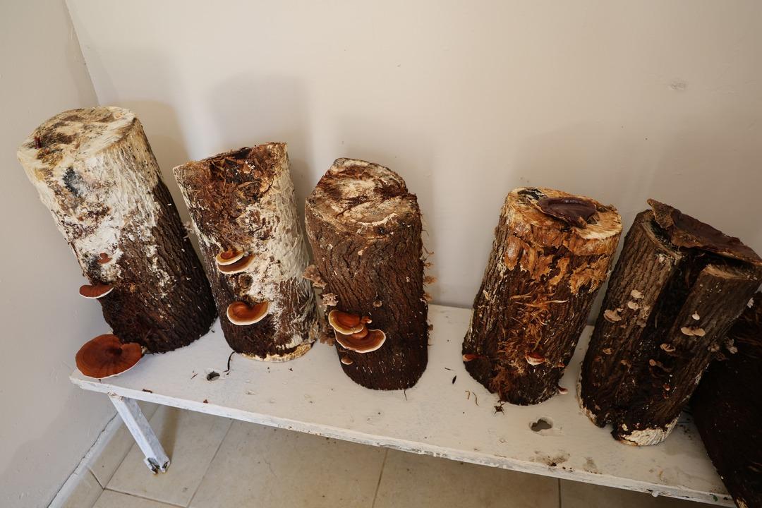 Kilosu 15 bin TL! Hükümlüler yüzde 70 i ithal edilen  Kırmızı Reishi  mantarını yetiştirdi: Faydaları saymakla bitmiyor... 6