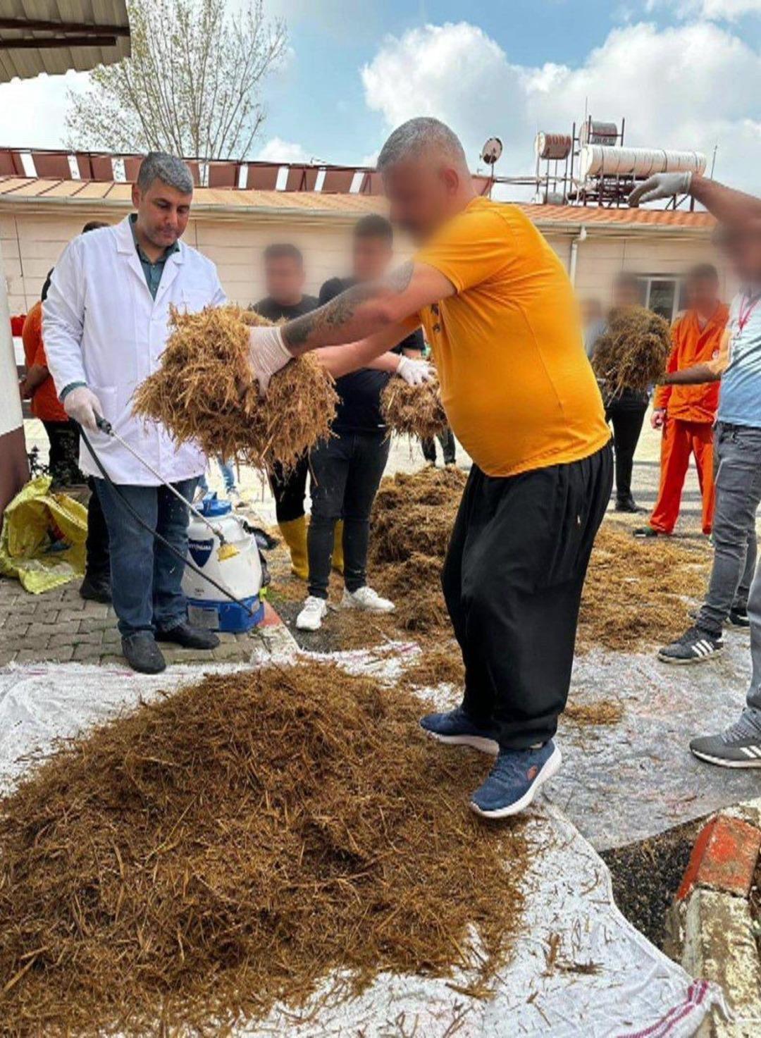 Kilosu 15 bin TL! Hükümlüler yüzde 70 i ithal edilen  Kırmızı Reishi  mantarını yetiştirdi: Faydaları saymakla bitmiyor... 5