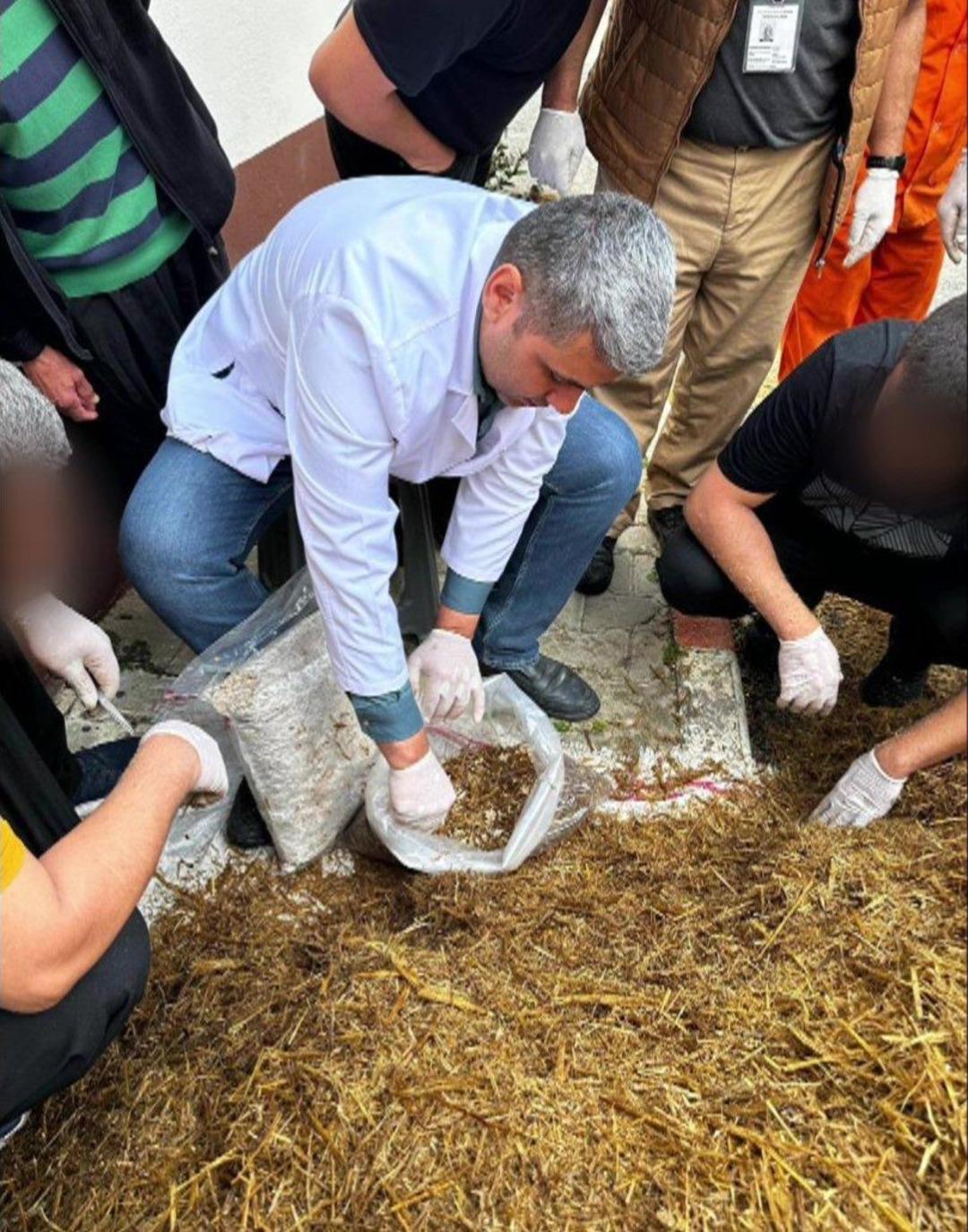 Kilosu 15 bin TL! Hükümlüler yüzde 70 i ithal edilen  Kırmızı Reishi  mantarını yetiştirdi: Faydaları saymakla bitmiyor... 10