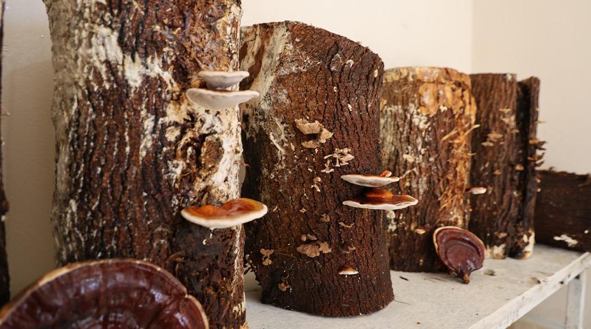 Kilosu 15 bin TL! Hükümlüler yüzde 70'i ithal edilen 'Kırmızı Reishi' mantarını yetiştirdi: Faydaları saymakla bitmiyor...