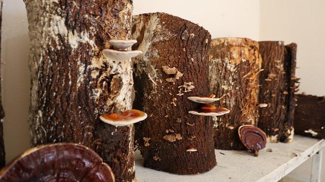 Kilosu 15 bin TL! Hükümlüler yüzde 70'i ithal edilen 'Kırmızı Reishi' mantarını yetiştirdi: Faydaları saymakla bitmiyor...