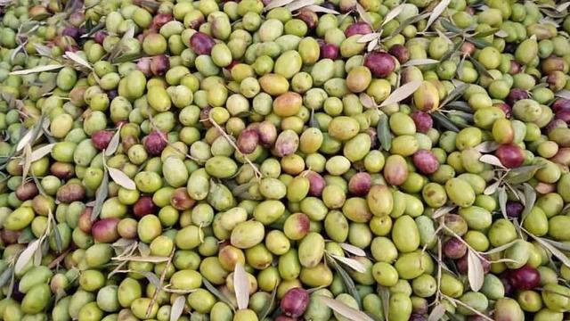 Tescilli ürün: Aydın Memecik Zeytini 