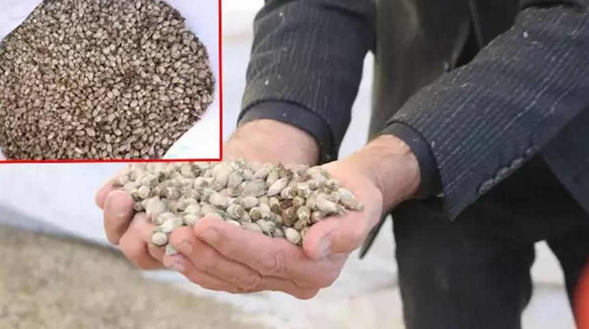 Hakkari - Yüksekova'dan Irak'a 'kenger çekirdeği' ihraç ediyor