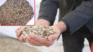 Hakkari - Yüksekova'dan Irak'a 'kenger çekirdeği' ihraç ediyor