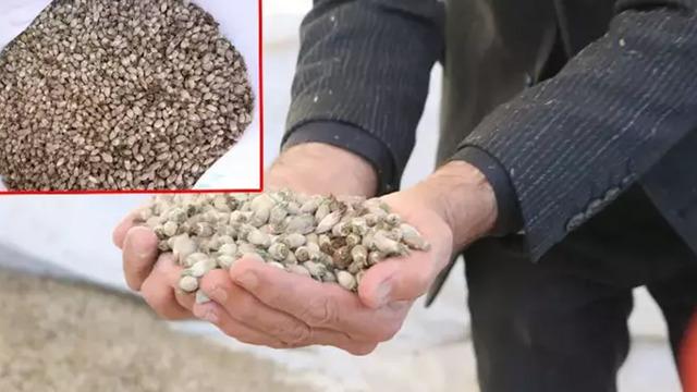 Hakkari - Yüksekova'dan Irak'a 'kenger çekirdeği' ihraç ediyor