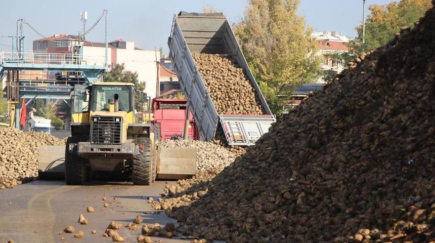 Amasya'da zirai don ve kuraklık şeker pancarını vurdu: 10 bin dekarlık alanda üretim yapılamadı