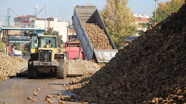 Amasya'da zirai don ve kuraklık şeker pancarını vurdu: 10 bin dekarlık alanda üretim yapılamadı
