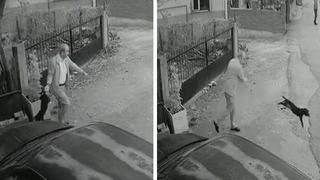 Yavru köpeği kuyruğundan tutup yere fırlattı; o anlar kamerada