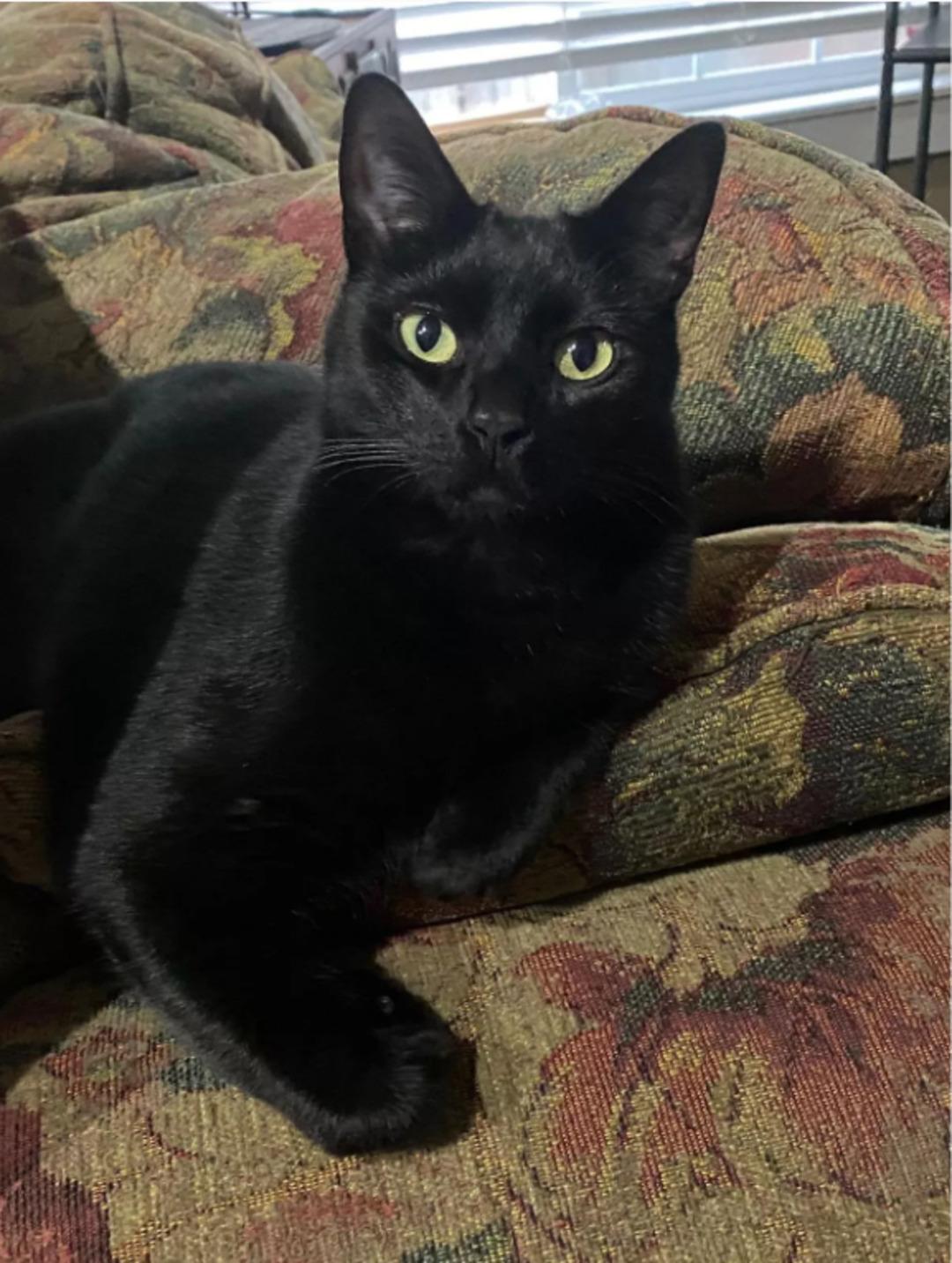 Barınaktan aldığı kedi kahine dönüştü! Her seçtiği kartın anlamı yaşanıyor 2