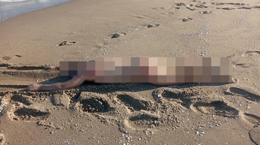 Sakarya’da sahilde çıplak erkek cesedi bulundu