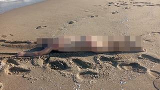 Sakarya’da sahilde çıplak erkek cesedi bulundu