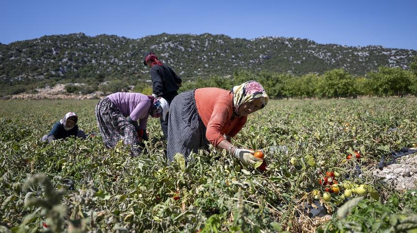 Mersin'de üreticiye yüzde 70 hibeli domates fidesi desteği