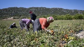 Mersin'de üreticiye yüzde 70 hibeli domates fidesi desteği
