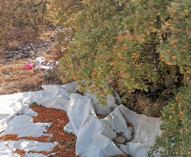 Malatya’da şifa deposu alıçta hasat devam ediyor 1