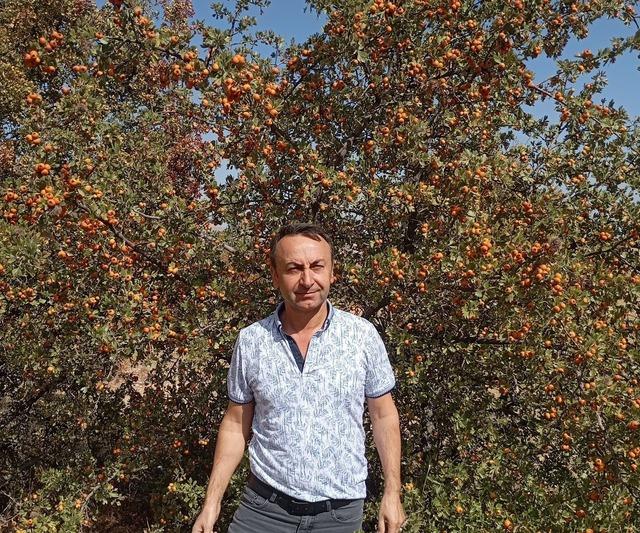 Malatya’da şifa deposu alıçta hasat devam ediyor 2