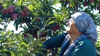 Beyşehir’in elma deposu mahallesinde hasat mesaisi sürüyor