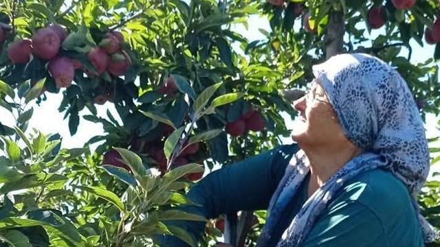 Beyşehir’in elma deposu mahallesinde hasat mesaisi sürüyor