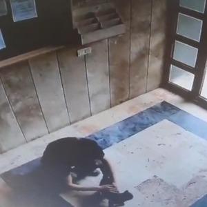 Son dakika | Kedi katili hakkında karar! İstanbul'da işkenceli ölüm infial uyandırmıştı