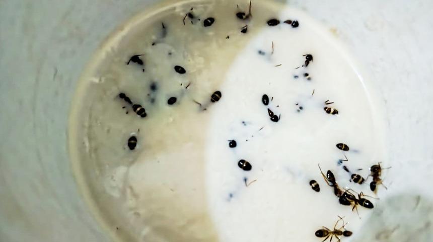 Michelin yıldızlı restoranda gündem olan tarif: Karıncalı yoğurt