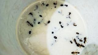 Michelin yıldızlı restoranda gündem olan tarif: Karıncalı yoğurt