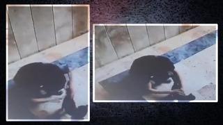 Son dakika | Kedi katili hakkında karar! İstanbul'da işkenceli ölüm infial uyandırmıştı