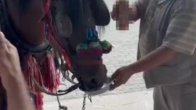 Muğla’da Bu kadarı olmaz dedirten görüntüler: Fayton çeken ata alkol içirdiler