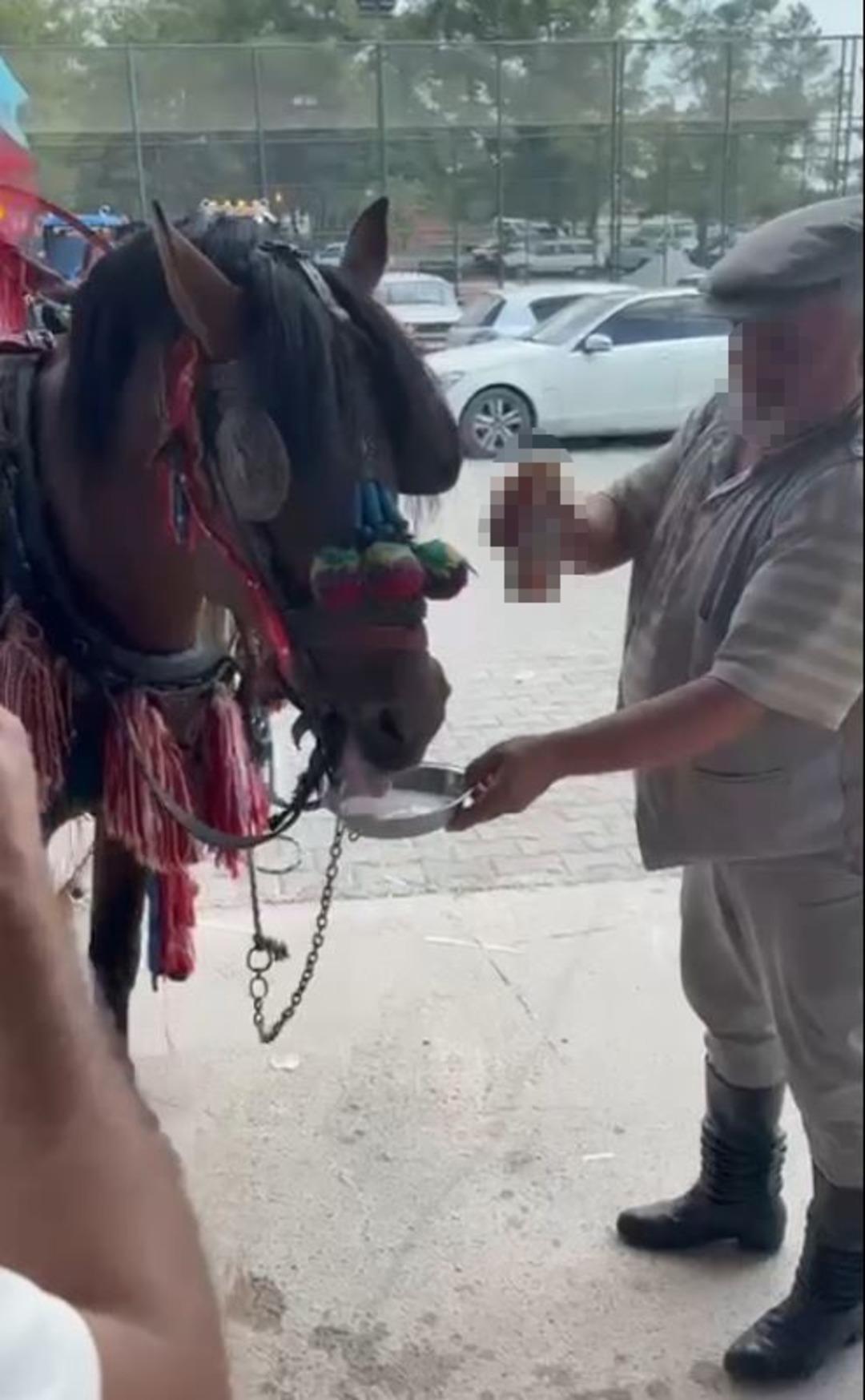 Bu sefer sürücü değil at: Sünnet çocuğunu gezdirecekti alkol bağımlısı çıktı! 2