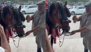Fayton çeken atın alkol içtiği anlar sosyal medyada dikkat çekti