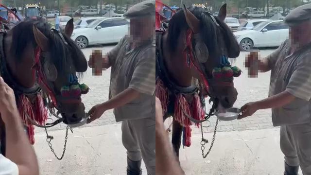 Bu sefer sürücü değil at: Sünnet çocuğunu gezdirecekti alkol bağımlısı çıktı!