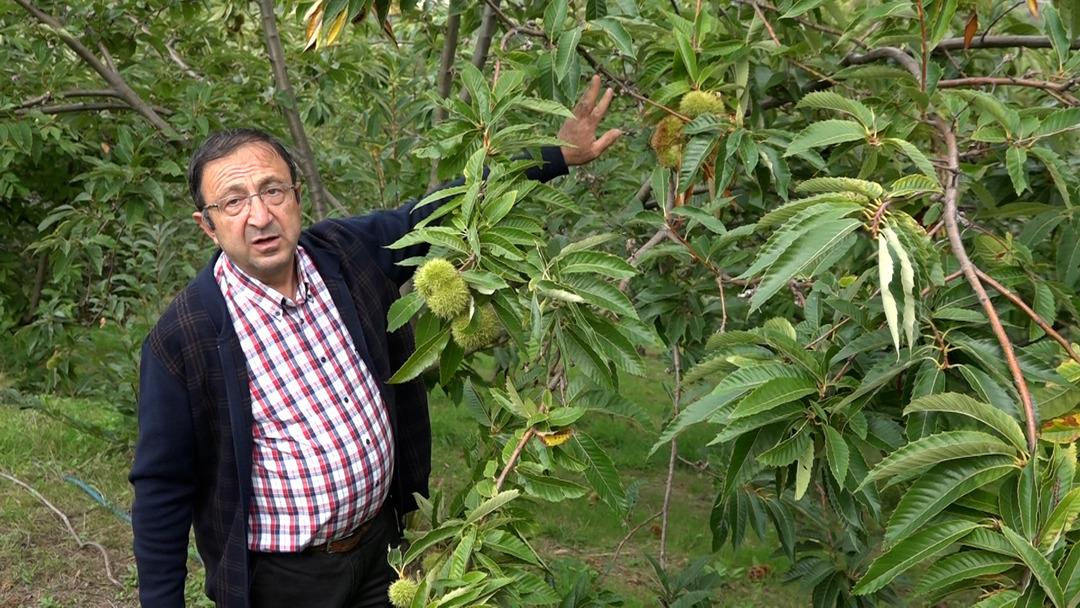 Özel olarak yetiştirilen yeni 4 çeşit kestane: Hastalığa ve zararlılara dayanıklı! İlk hasadı yapıldı... 8