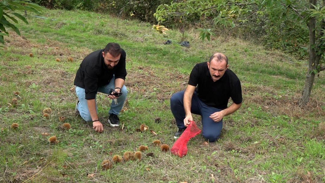 Özel olarak yetiştirilen yeni 4 çeşit kestane: Hastalığa ve zararlılara dayanıklı! İlk hasadı yapıldı... 7