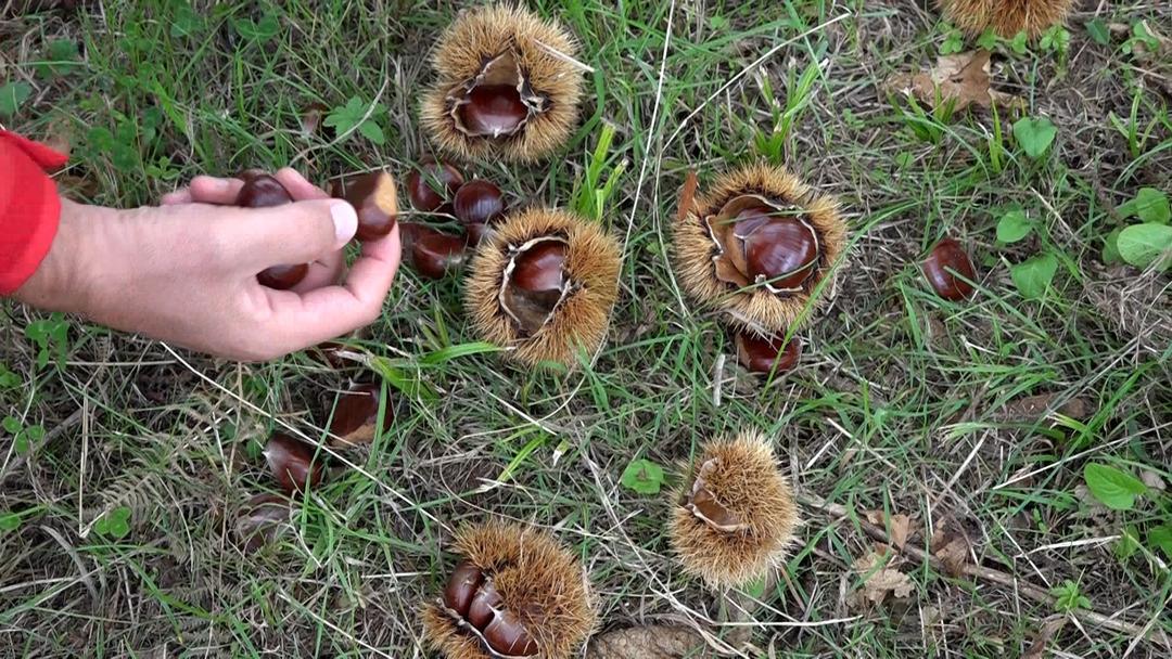 Özel olarak yetiştirilen yeni 4 çeşit kestane: Hastalığa ve zararlılara dayanıklı! İlk hasadı yapıldı... 6