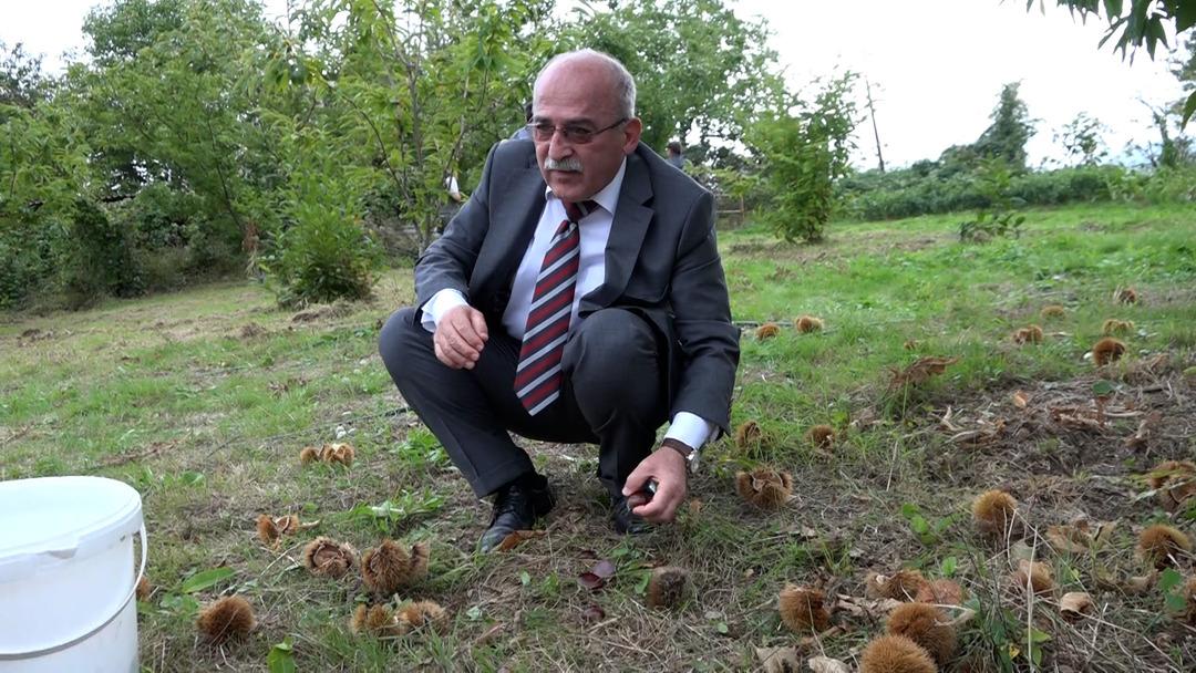 Özel olarak yetiştirilen yeni 4 çeşit kestane: Hastalığa ve zararlılara dayanıklı! İlk hasadı yapıldı... 2