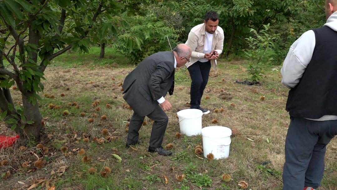 Özel olarak yetiştirilen yeni 4 çeşit kestane: Hastalığa ve zararlılara dayanıklı! İlk hasadı yapıldı... 5