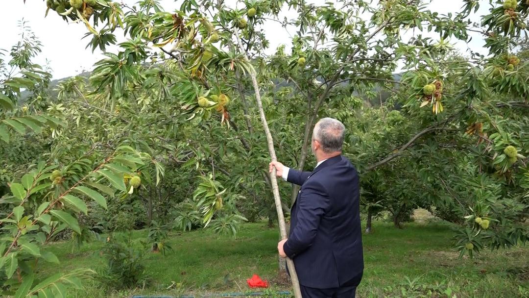 Özel olarak yetiştirilen yeni 4 çeşit kestane: Hastalığa ve zararlılara dayanıklı! İlk hasadı yapıldı... 4