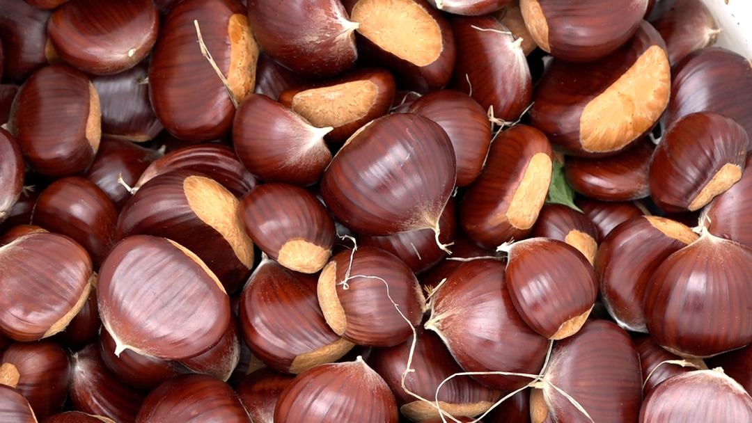 Özel olarak yetiştirilen yeni 4 çeşit kestane: Hastalığa ve zararlılara dayanıklı! İlk hasadı yapıldı... 3