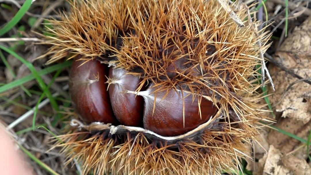 Özel olarak yetiştirilen yeni 4 çeşit kestane: Hastalığa ve zararlılara dayanıklı! İlk hasadı yapıldı... 9