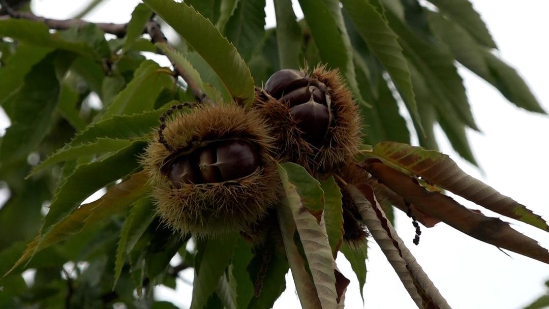 Özel olarak yetiştirilen yeni 4 çeşit kestane: Hastalığa ve zararlılara dayanıklı! İlk hasadı yapıldı... 1