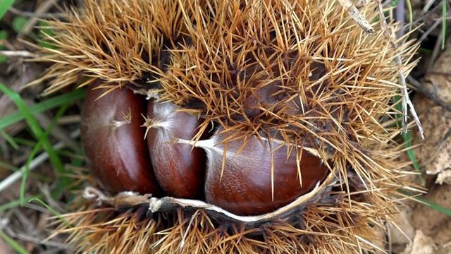 Özel olarak yetiştirilen yeni 4 çeşit kestane: Hastalığa ve zararlılara dayanıklı! İlk hasadı yapıldı...