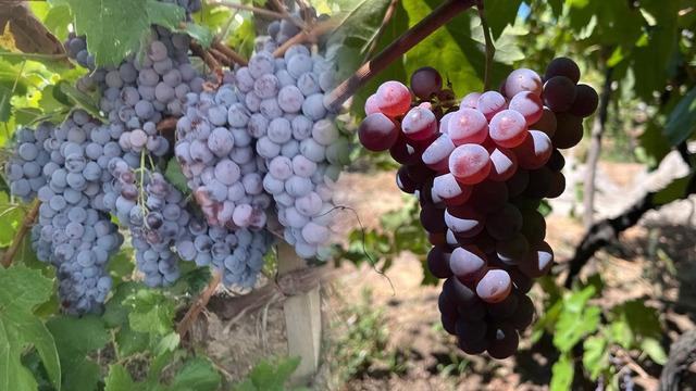 Evliya Çelebi Seyahatnamesinde övgüyle bahsetmişti: Yüzyıllık lezzet 'Osmancık karası üzümü' tescillendi!