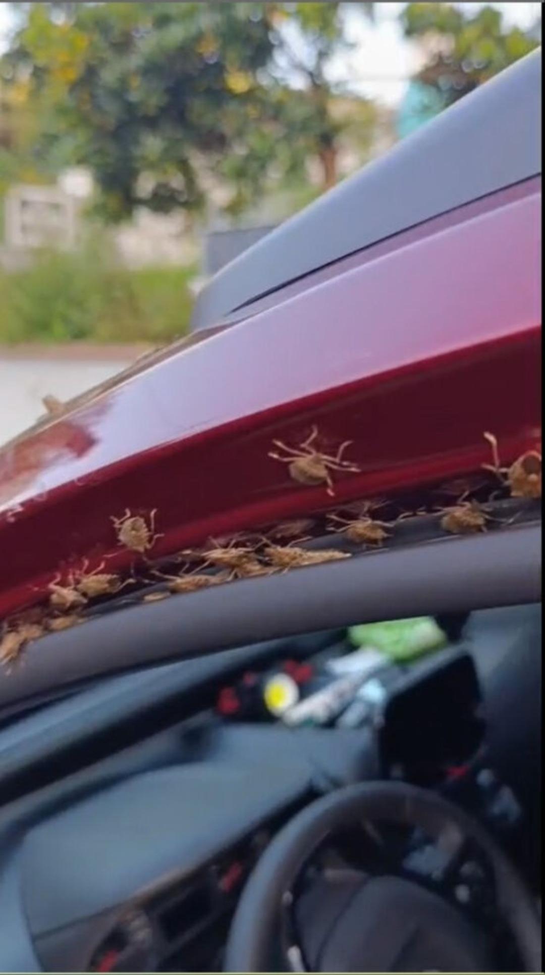 Vatandaşlar ne yapacağını bilemiyor! Bölgenin kabusu oldu, evleri istila etti 1