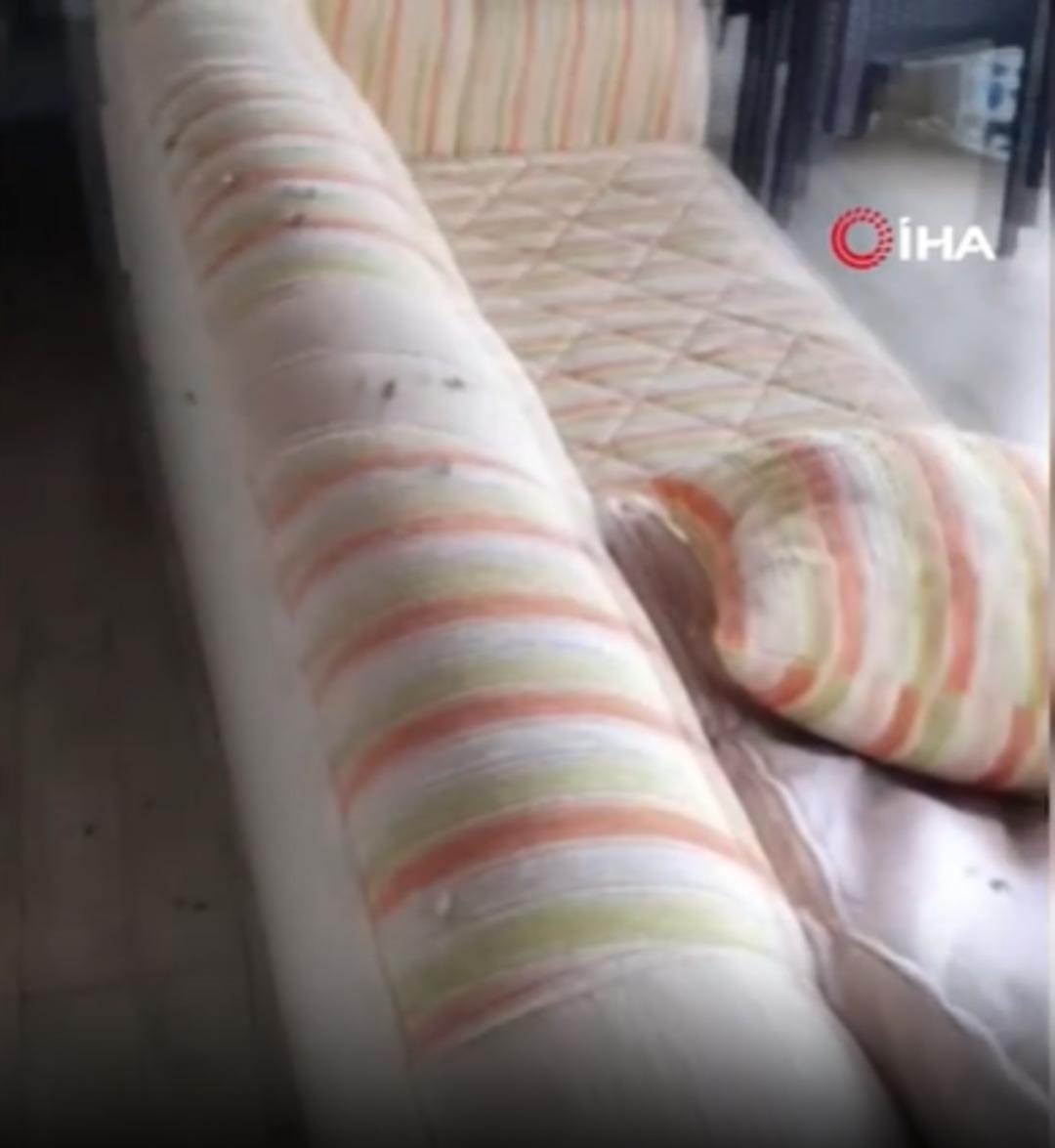 Vatandaşlar ne yapacağını bilemiyor! Bölgenin kabusu oldu, evleri istila etti 2