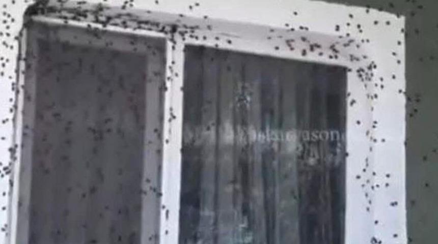 Vatandaşlar ne yapacağını bilemiyor! Bölgenin kabusu oldu, evleri istila etti