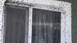 Vatandaşlar ne yapacağını bilemiyor! Bölgenin kabusu oldu, evleri istila etti