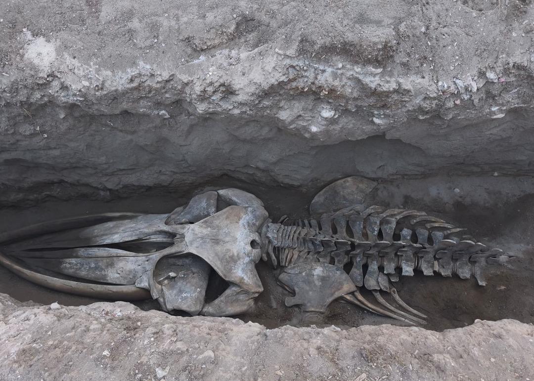 Mersin de 4 yıl önce toprağa gömülmüştü! İskeleti iki gün içinde gün yüzüne çıkacak 2