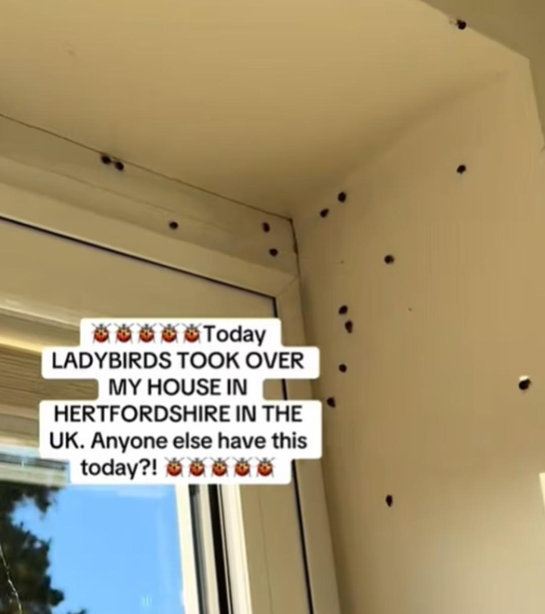 İngiltere istila altında! Biri gelince her yeri sarıyorlar: Evlerine girmek için bile... 1