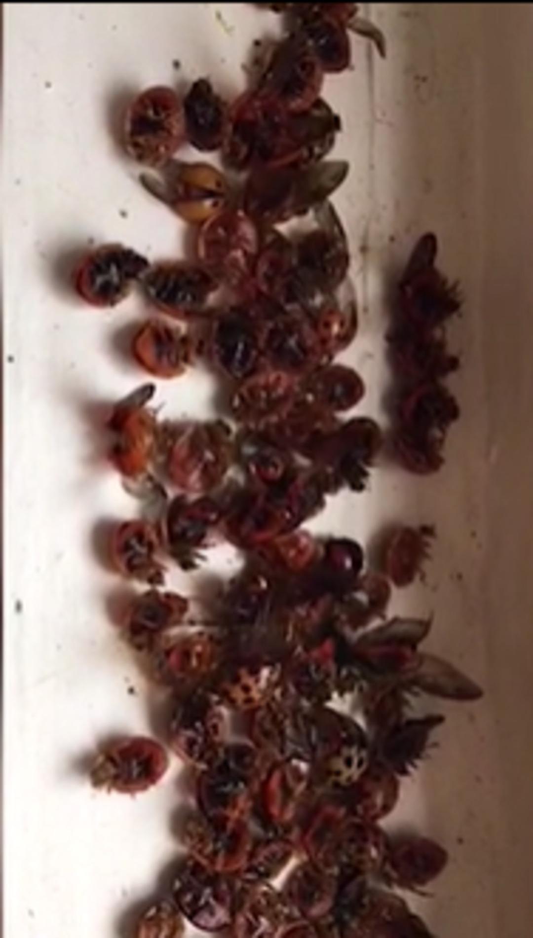 İngiltere istila altında! Biri gelince her yeri sarıyorlar: Evlerine girmek için bile... 2