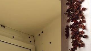 İngiltere istila altında! Biri gelince her yeri sarıyorlar: Evlerine girmek için bile...