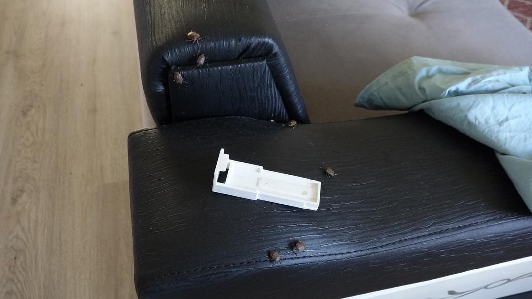 Trabzon u olduğu gibi sardı: Her yerdeler! Sakın dokunmayın uyarısı yapıldı... Kahverengi kokarca kabusu 7